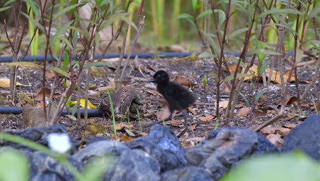 a white breasted waterhen baby chick walking on the forest floor - slow motion