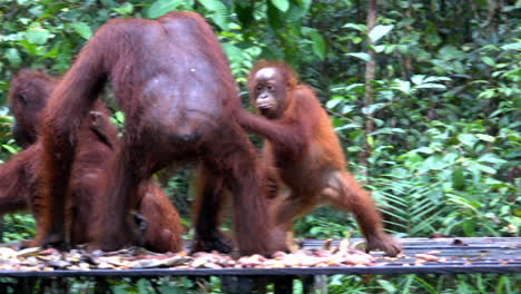 los orangutanes se agarran comida unos a otros.