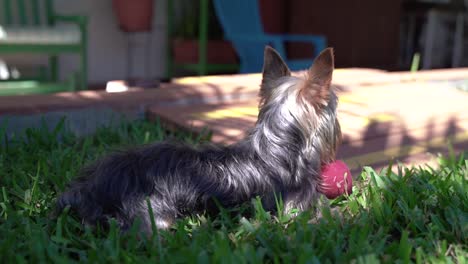 yorkie laying on the grass with a red ball