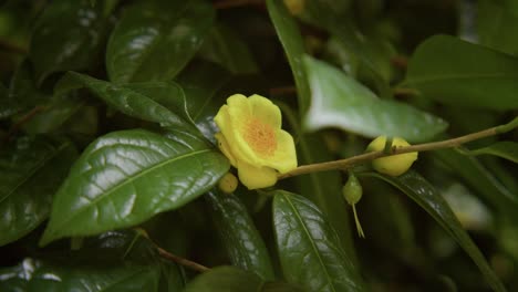 a vibrant camellia in full bloom with soft petals and rich details. captured in 4k slow motion, this shot showcases the elegance of nature and botanical beauty.