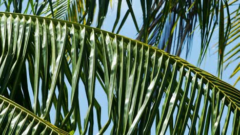 ramas de palma aisladas de un cocotero que susurran suavemente en el viento tropical