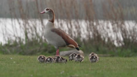 goose and goslings by the lake