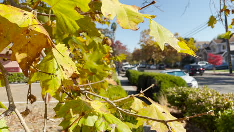 Close-up-of-leaves-in-fall-in-a-neighborhood