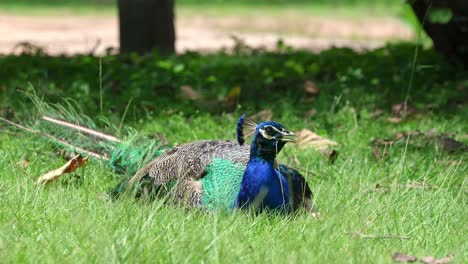 a peacock laying in the grass