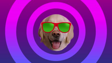 dog style color background. wiggle dog in multi-colored sunglasses. motion graphic animation