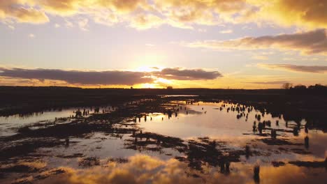 areal drone shot of flooded agriculture crops fields with a perfect reflection at sunset. flying at a low altitude over the water into the sunset.