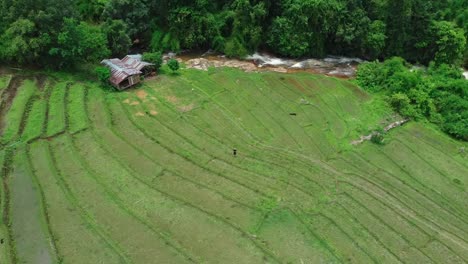 aerial: rice fields in chiang may elephant empire, thailand