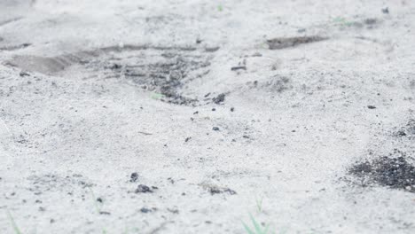 close-up of light gray sand with small dark debris