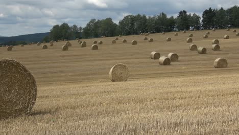 beautiful landscape. agricultural field. round bundles straw bales in the field.