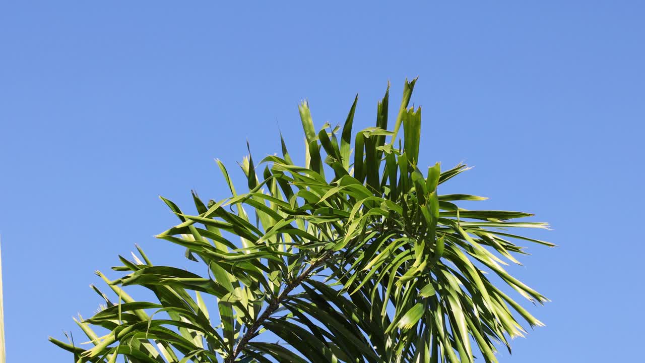palmera moviéndose contra un claro cielo azul