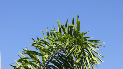 palm tree moving against a clear blue sky