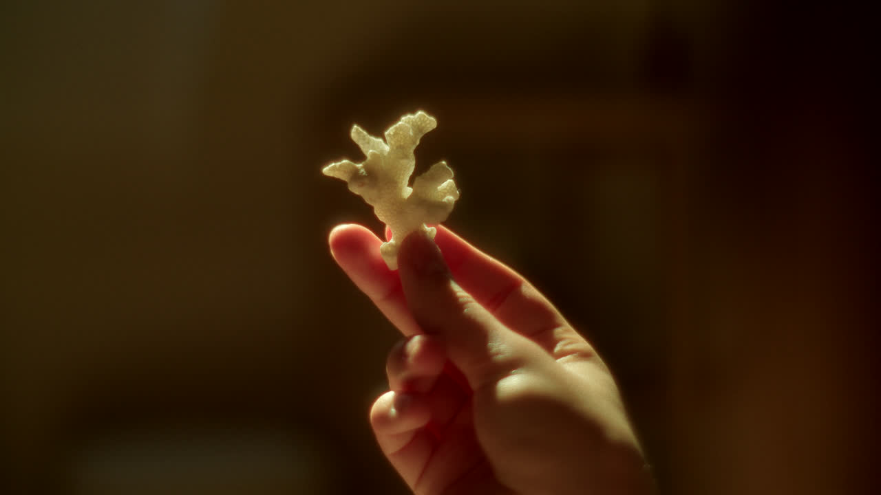 Small White Coral Held in Hands