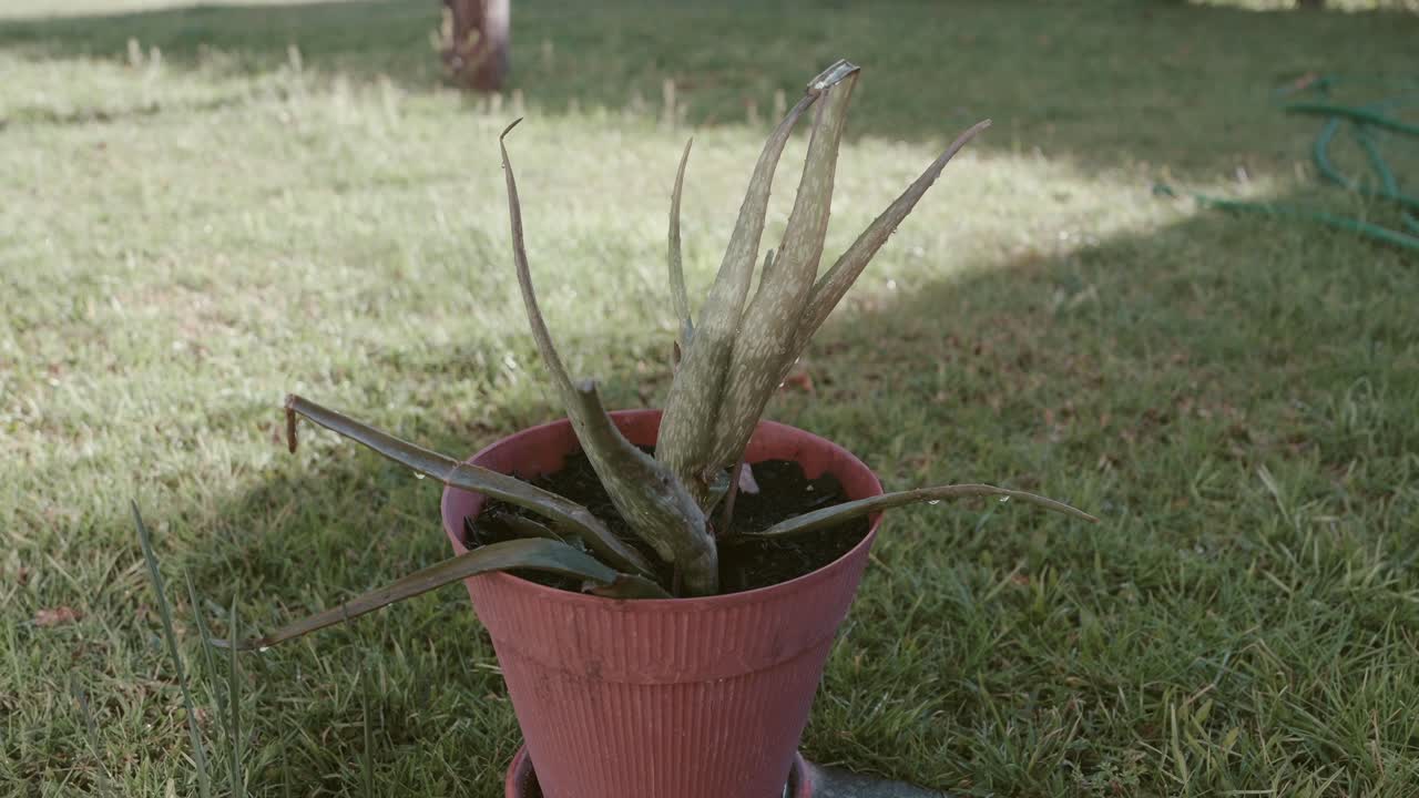 Pianta succulenta di aloe che cresce in un vaso di plastica marrone, posizionata su un prato.