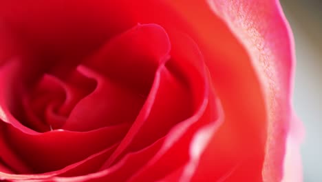 rotating rose in the bouquet in 4k