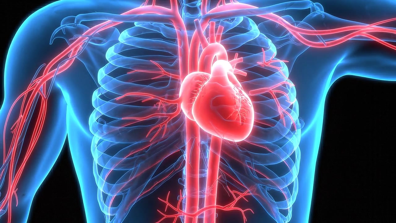 Rendering medico del sistema cardiovascolare umano a corpo intero che mostra il flusso sanguigno.