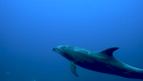 Single-dolphin-with-perfect-fin-swims-off-rolling-tail-gracefully-underwater