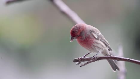 male house finch eating a sunflower seed while perching on a twig then cleaning its beak and shaking its feathers slow motion