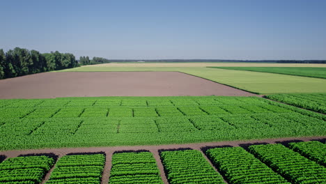 cámara drone sobre el campo de maíz verde