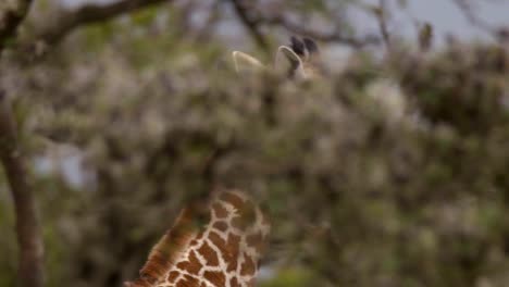 panning with walking giraffe