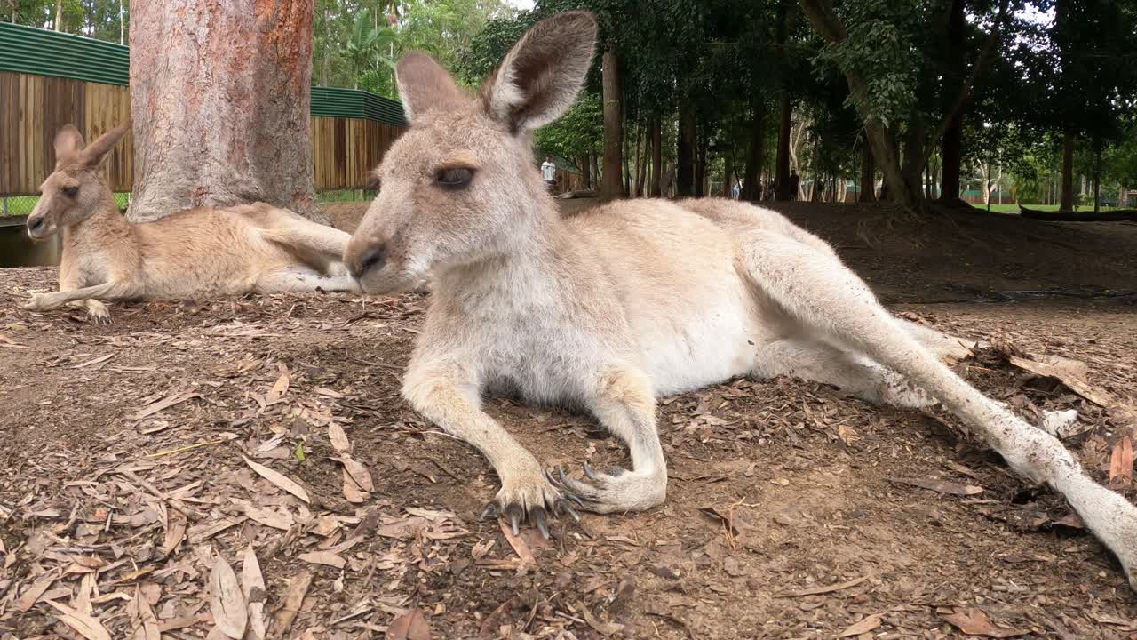 el canguro se relaja bajo los árboles en un día soleado