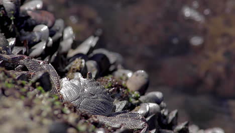 cangrejo de roca natal bien camuflado en piscina de roca oceánica con mejillones en áfrica
