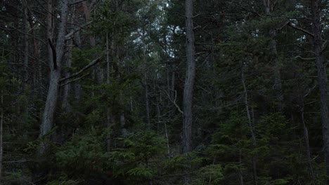 Static-shot-of-pine-and-fir-forest,-branches-ruffling-in-the-wind,-dusk