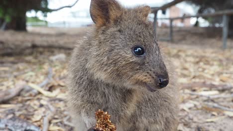 Adorable-Quokka-Comiendo-Higos,-Rottnest.-De-Cerca