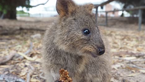 adorable quokka comiendo higos, rottnest. de cerca