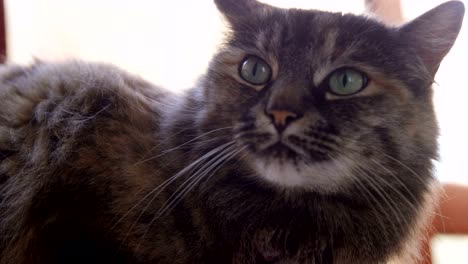 el gato en casa 4k