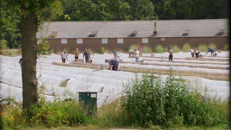 Große-Gruppe-Von-Männern,-Die-An-Einem-Sommertag-Auf-Einem-Spargelfeld-Arbeiten