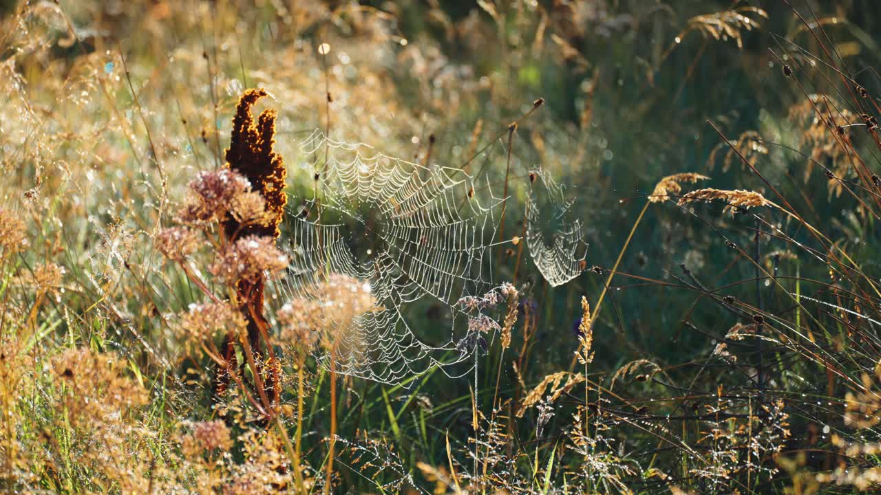 una delicada telaraña adornada con gotas de rocío matutino estirada entre los tallos de las malezas secas