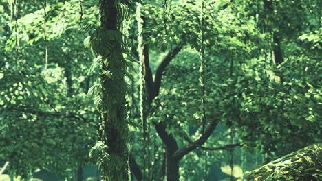 Selvas-Tropicales-Del-Sudeste-Asiático