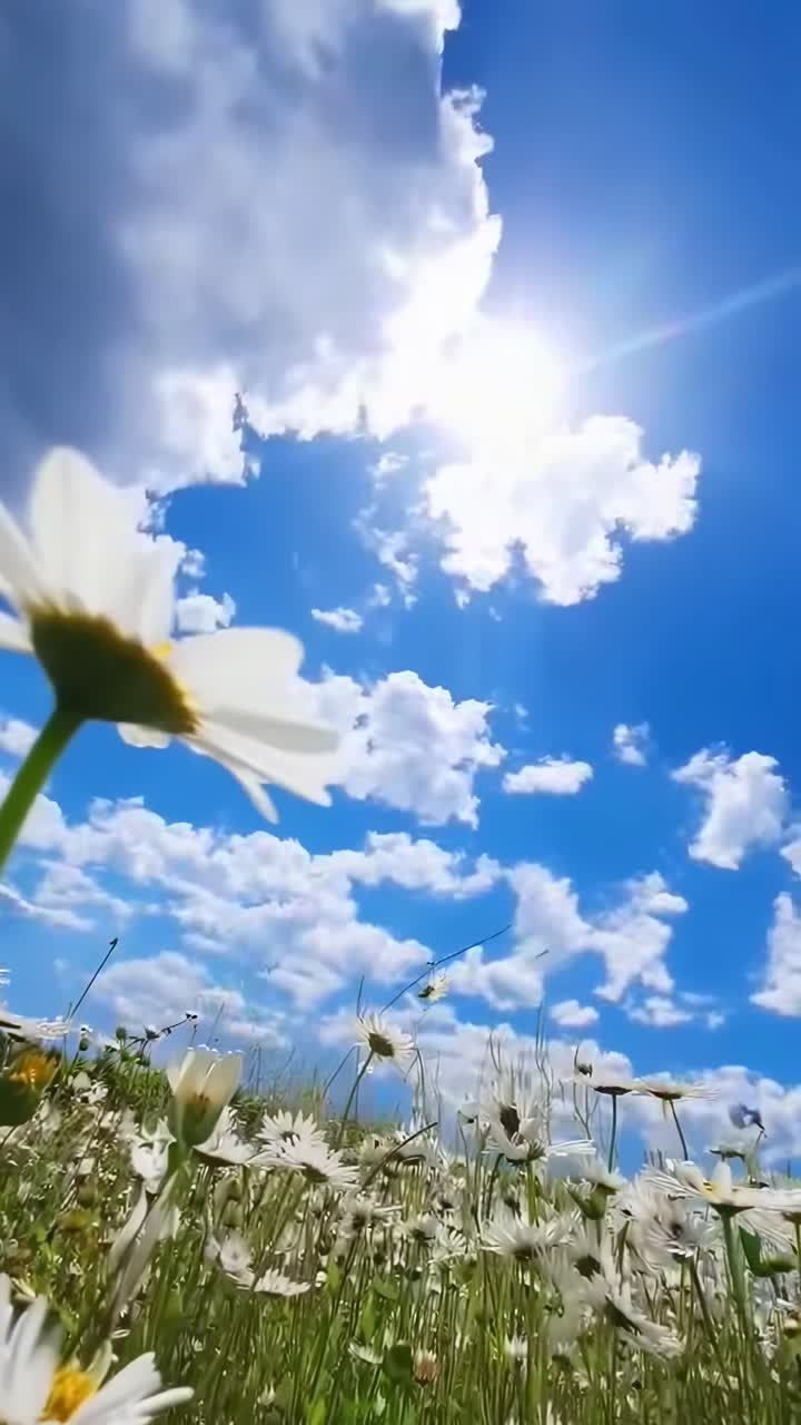 Videooptagelse fra lav vinkel af tusindfryd mod en levende blå himmel, der fanger en rolig, naturlig stemning.