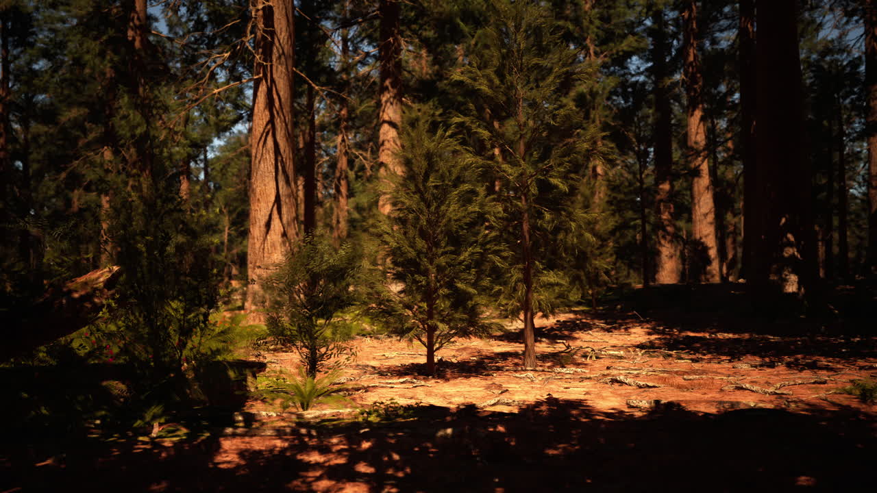 웅장 한 나무 숲: 고대 나무 들 을 가로질러 빛 이 비치는 길