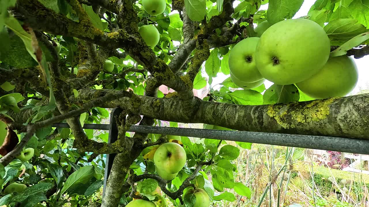 Green apples growing on tree branches