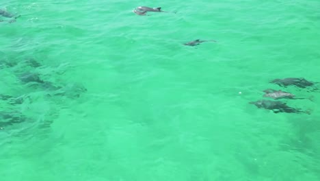 Delfines-Jugando-En-El-Agua