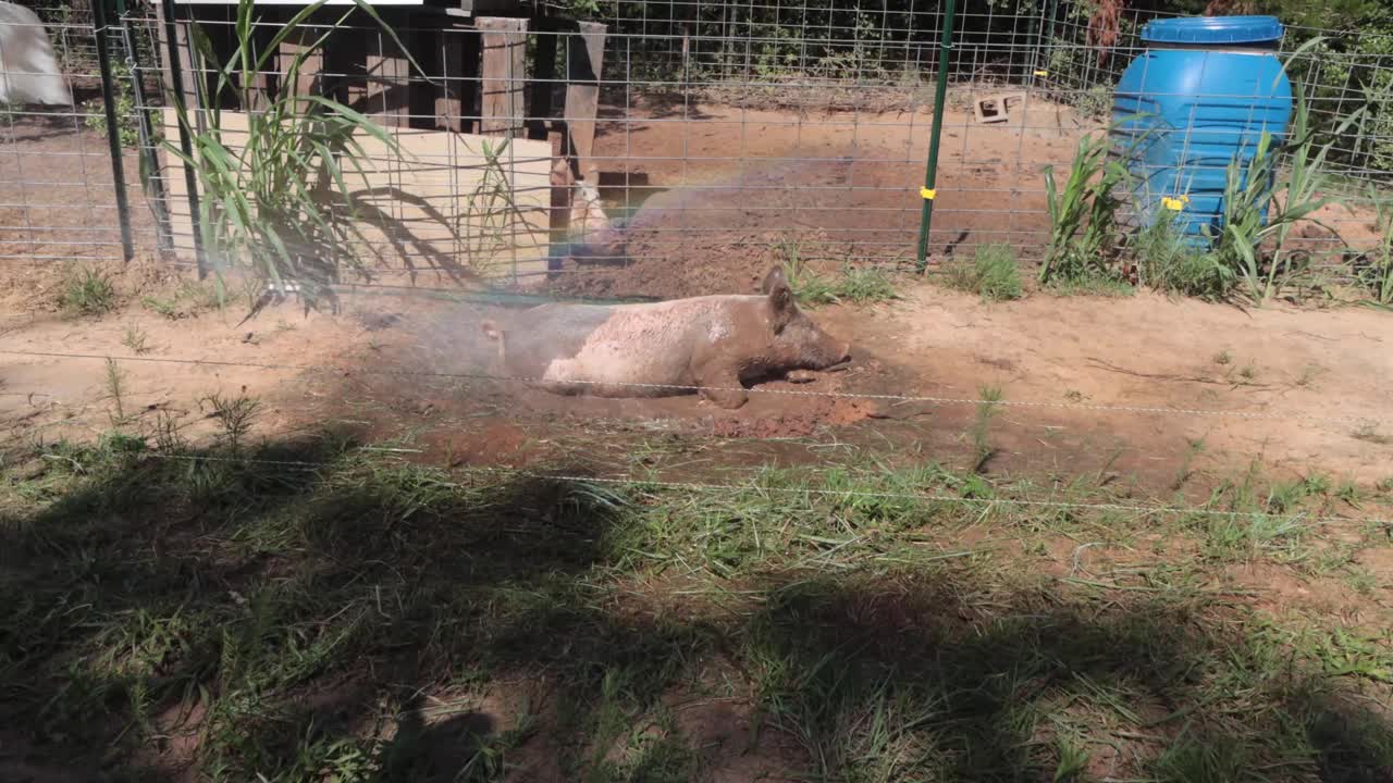 HD video of pastured pigs getting into a pig wallow for the first time.
