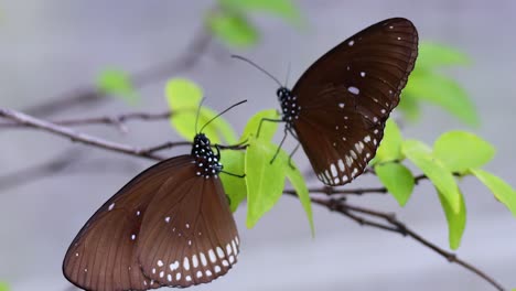 butterfly resting on green leaves in a park