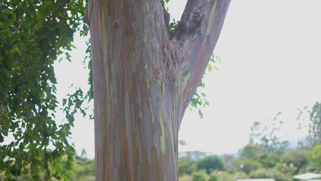 Rainbow Eucalyptus Tree Trunk Close-Up