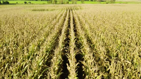 Aerial-Dolly-Right-Revealing-Large-Cornfield