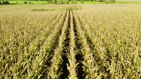 aerial dolly right revealing large cornfield