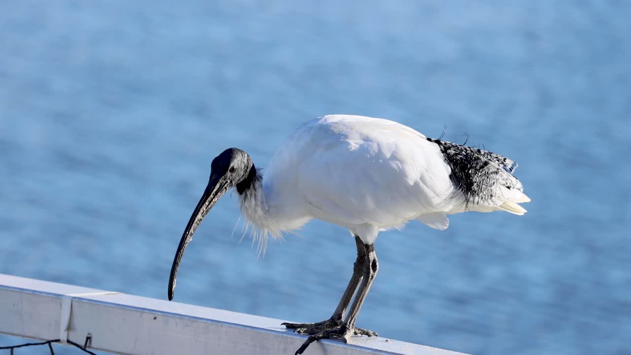 물 에 서서 손질하는 이비스