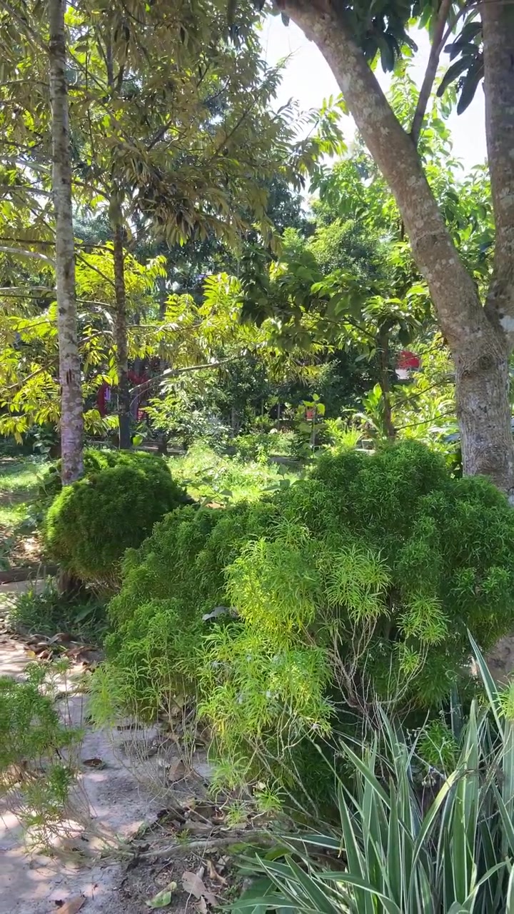 Taman Hijau Rimbun dengan Pohon dan Semak-semak di Hari yang Cerah