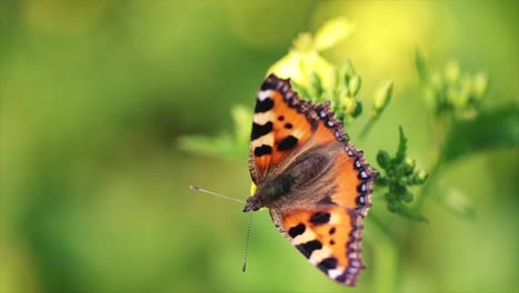 butterfly closeup on a flower in slow motion