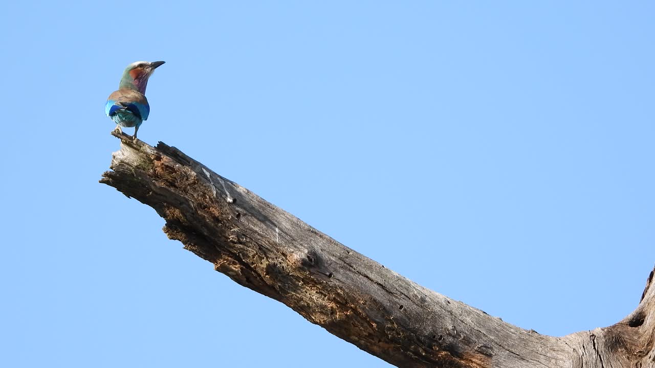 Lilac-breasted roller on branch, playful Smith's bush squirrel jumps