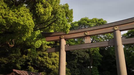 wood myojin-style torii gate ootorii meiji jingu shrine tokyo japan