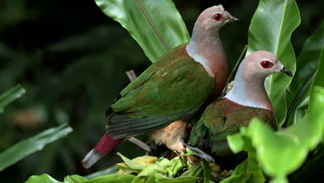 una pareja de palomas verdes de cuello rosa