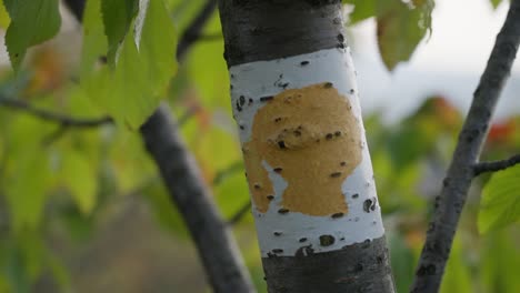 close-up of a tree trunk with a jane goodall tourist trail marking in yellow and white, surrounded by green leaves