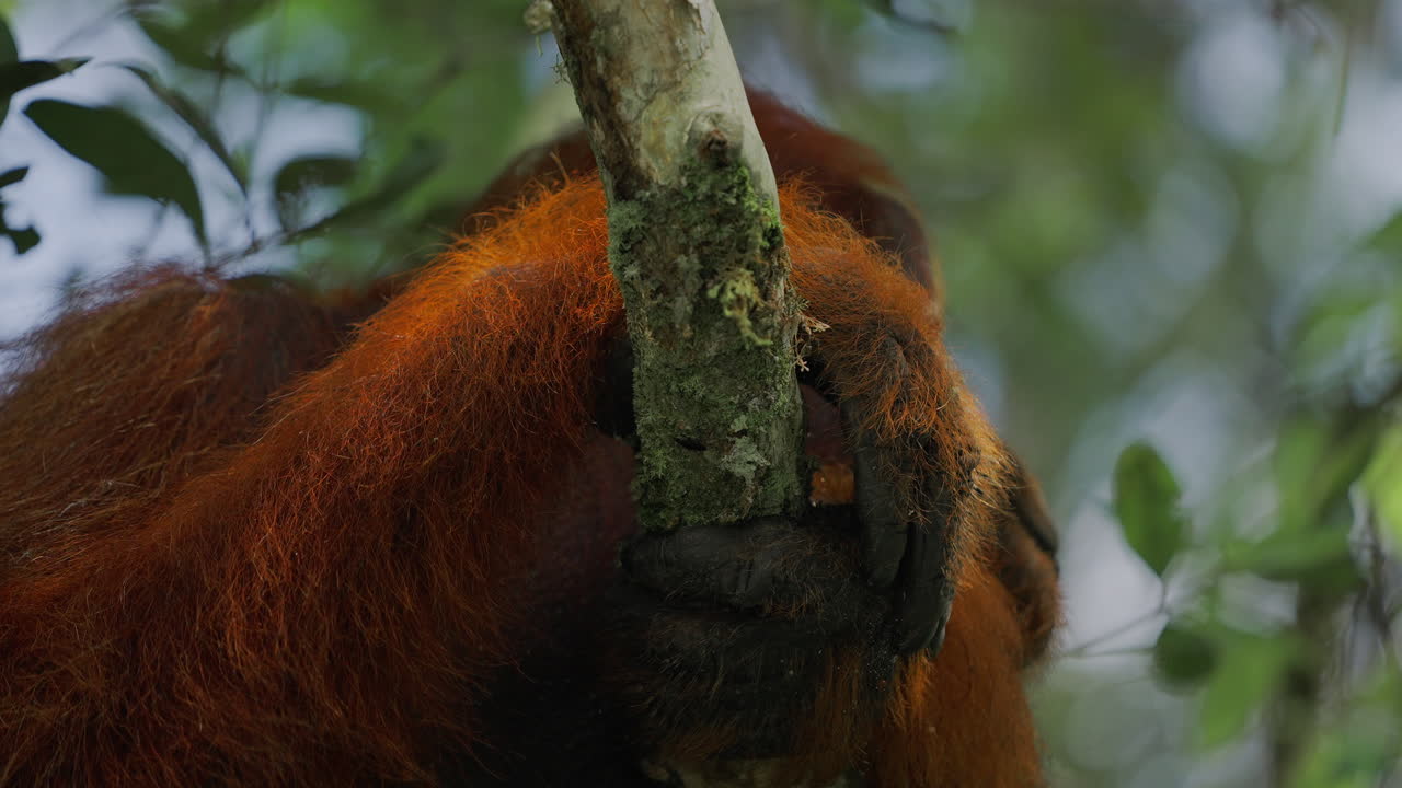 Orangutan in Tree