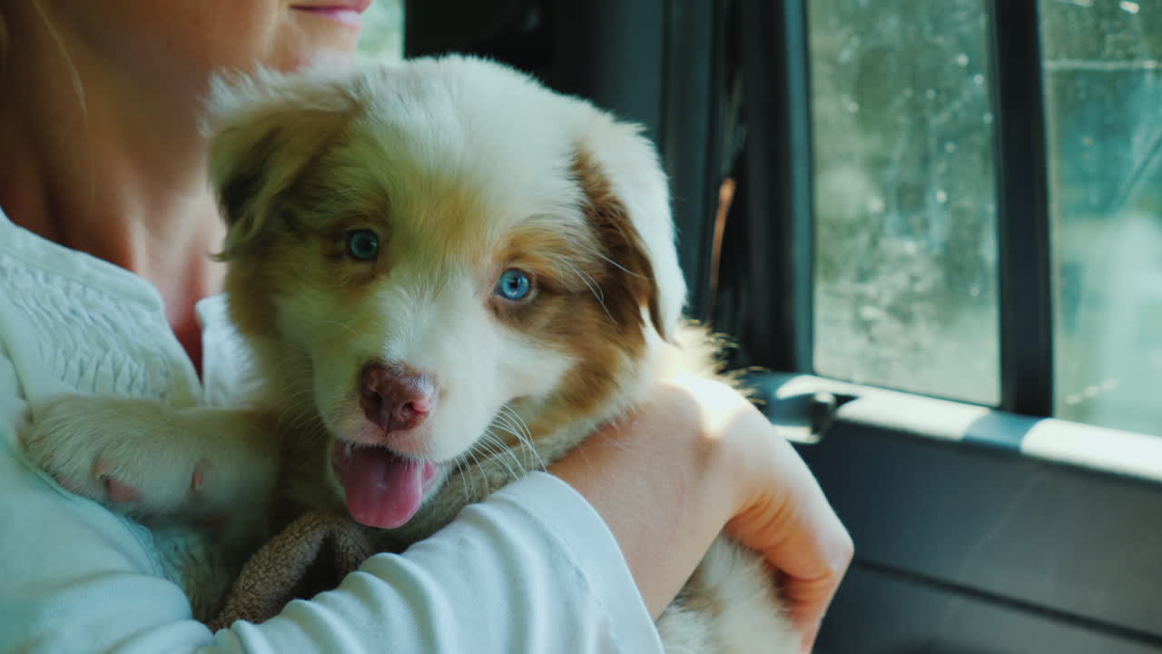 팔에 강아지를 안고 있는 승객은 차 뒷좌석에서 여행한다